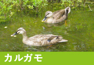 カルガモ