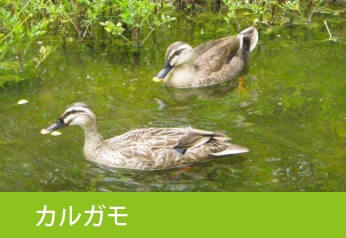 カルガモ