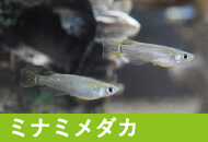 ミナミメダカ