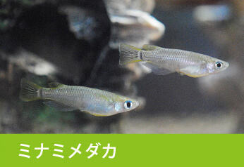 ミナミメダカ