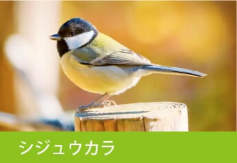 シジュウカラ