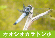 オオシオカラトンボ