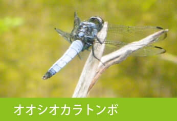 オオシオカラトンボ