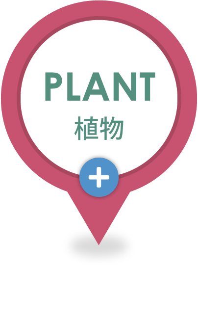植物