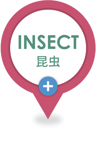 昆虫