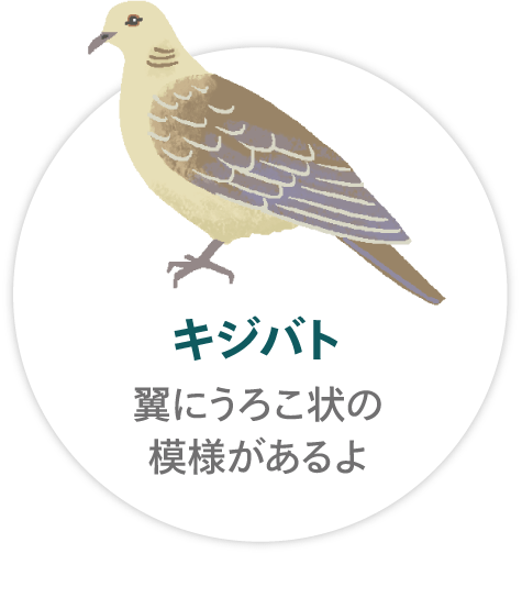 「キジバト」翼にうろこ状の模様があるよ