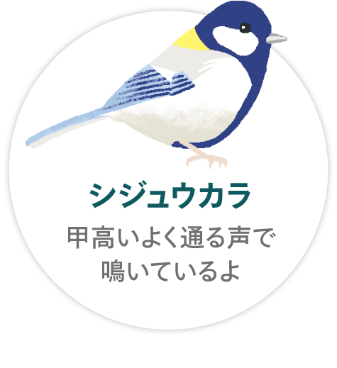 「シジュウカラ」甲高いよく通る声で鳴いているよ