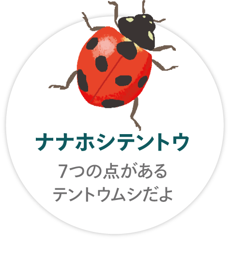 「ナナホシテントウ」７つの点があるテントウムシだよ