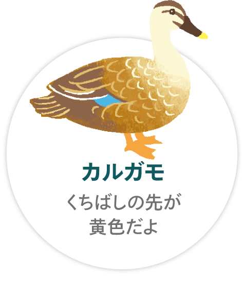 「カルガモ」くちばしの先が黄色だよ