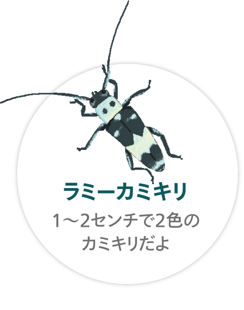 「ラミーカミキリ」1〜2センチで2色のカミキリだよ