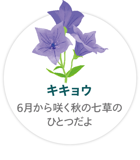 「キキョウ」6月から咲く秋の七草のひとつだよ