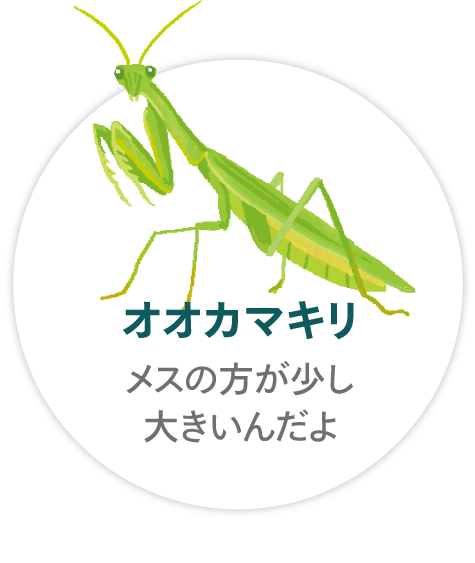「オオカマキリ」メスの方が少し大きいんだよ