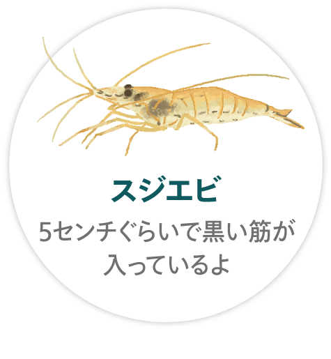 「スジエビ」5センチぐらいで黒い筋が入っているよ