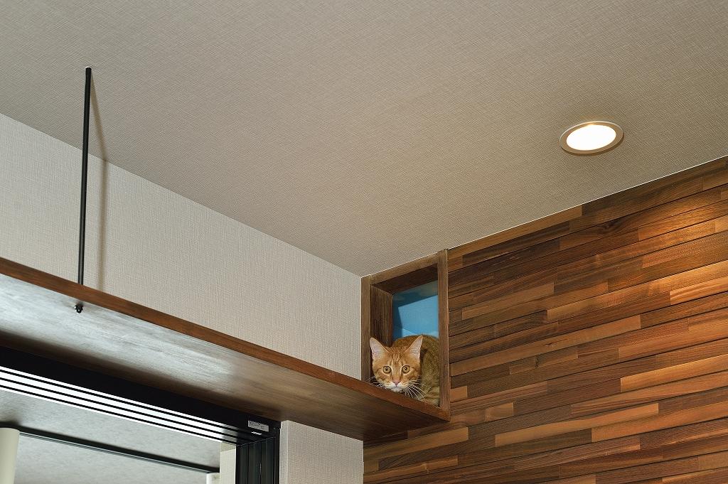 キャットスペースの上部から、キャットウォークつながる出入り口から顔をのぞかせる猫