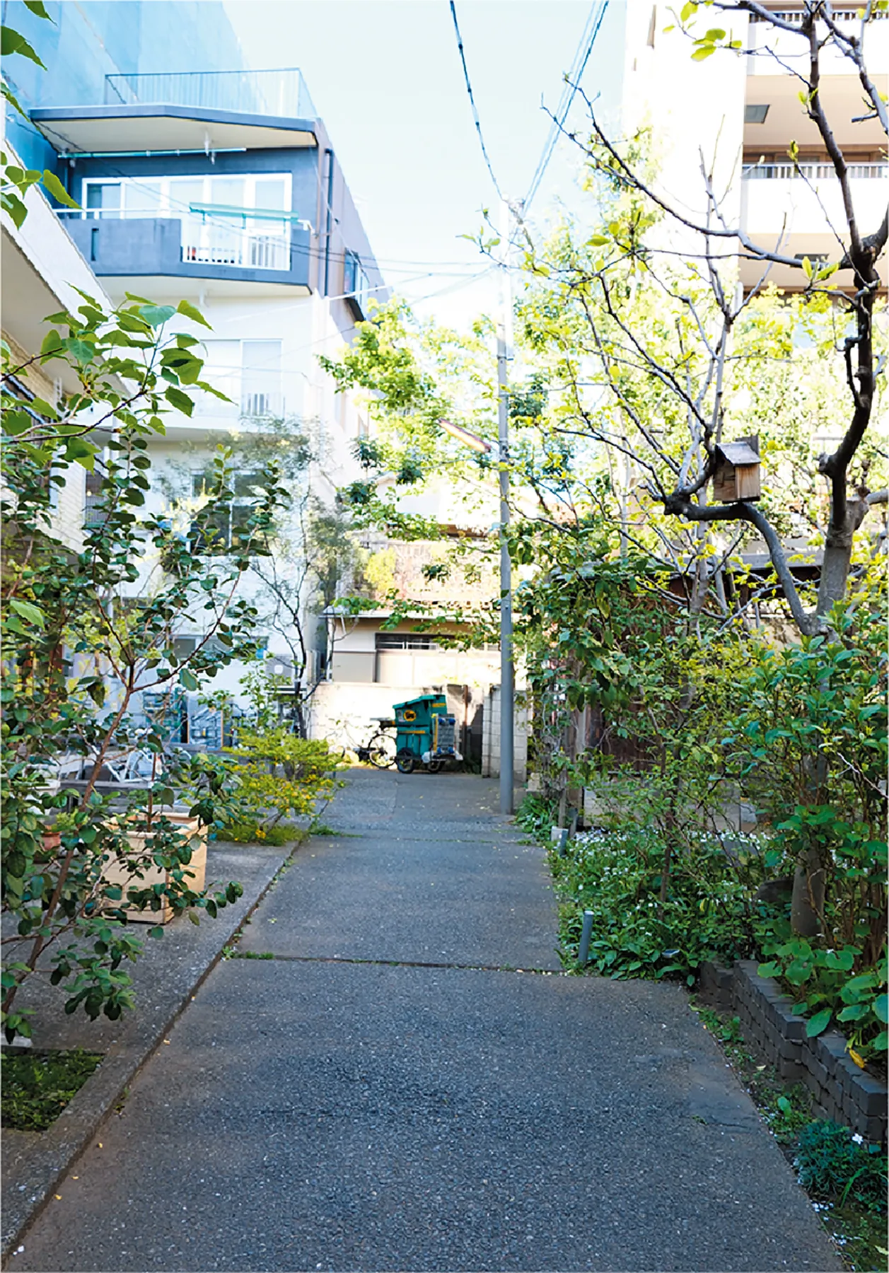 塀をなくした私道。右側チャノマの庭にある木には鳥の巣箱がある。(筆者撮影)