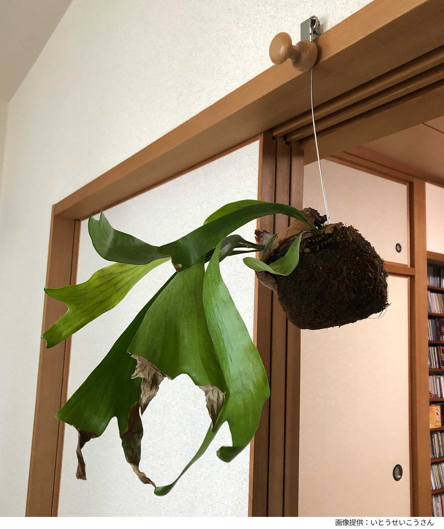 ビカクシダ（コウモリラン）