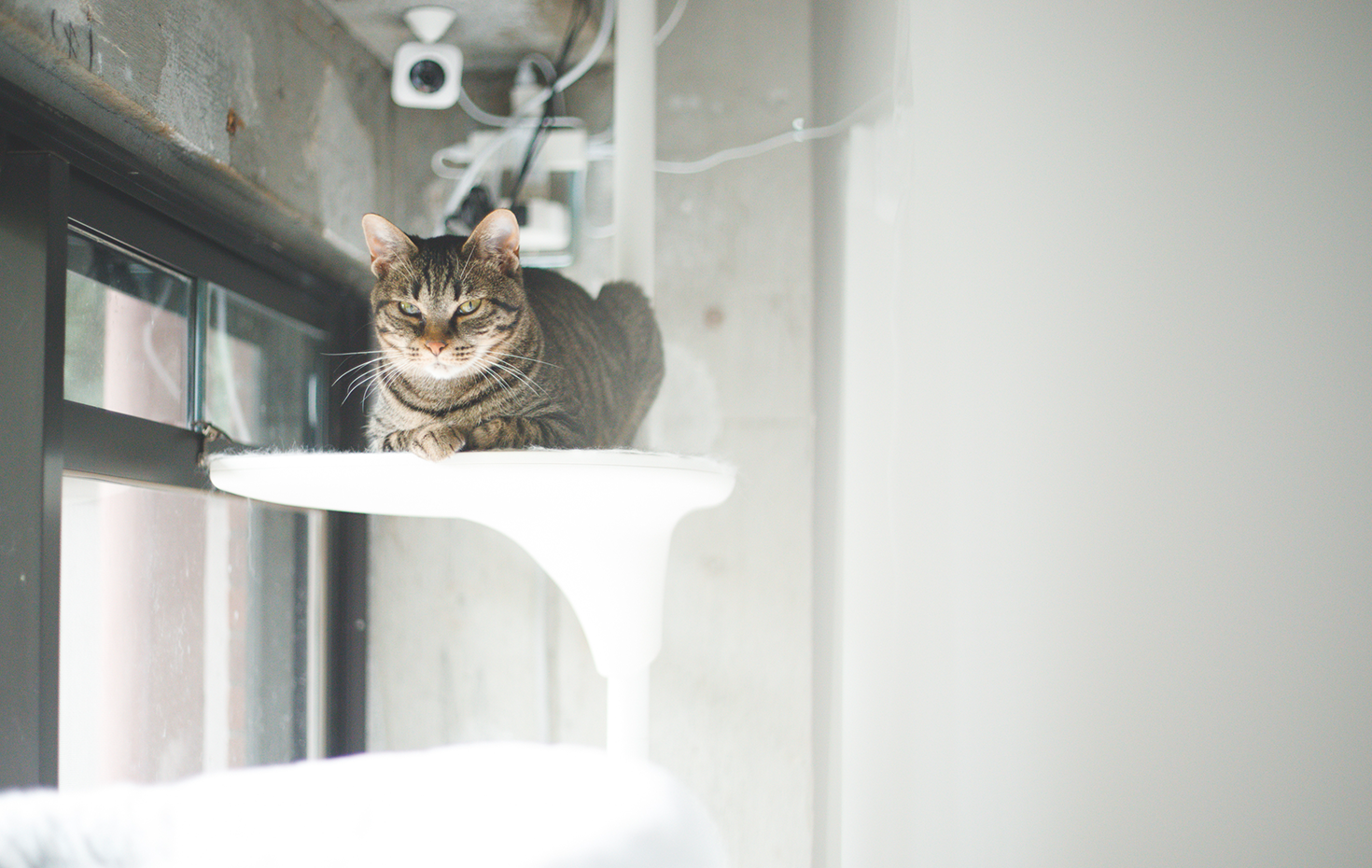 キャットタワー