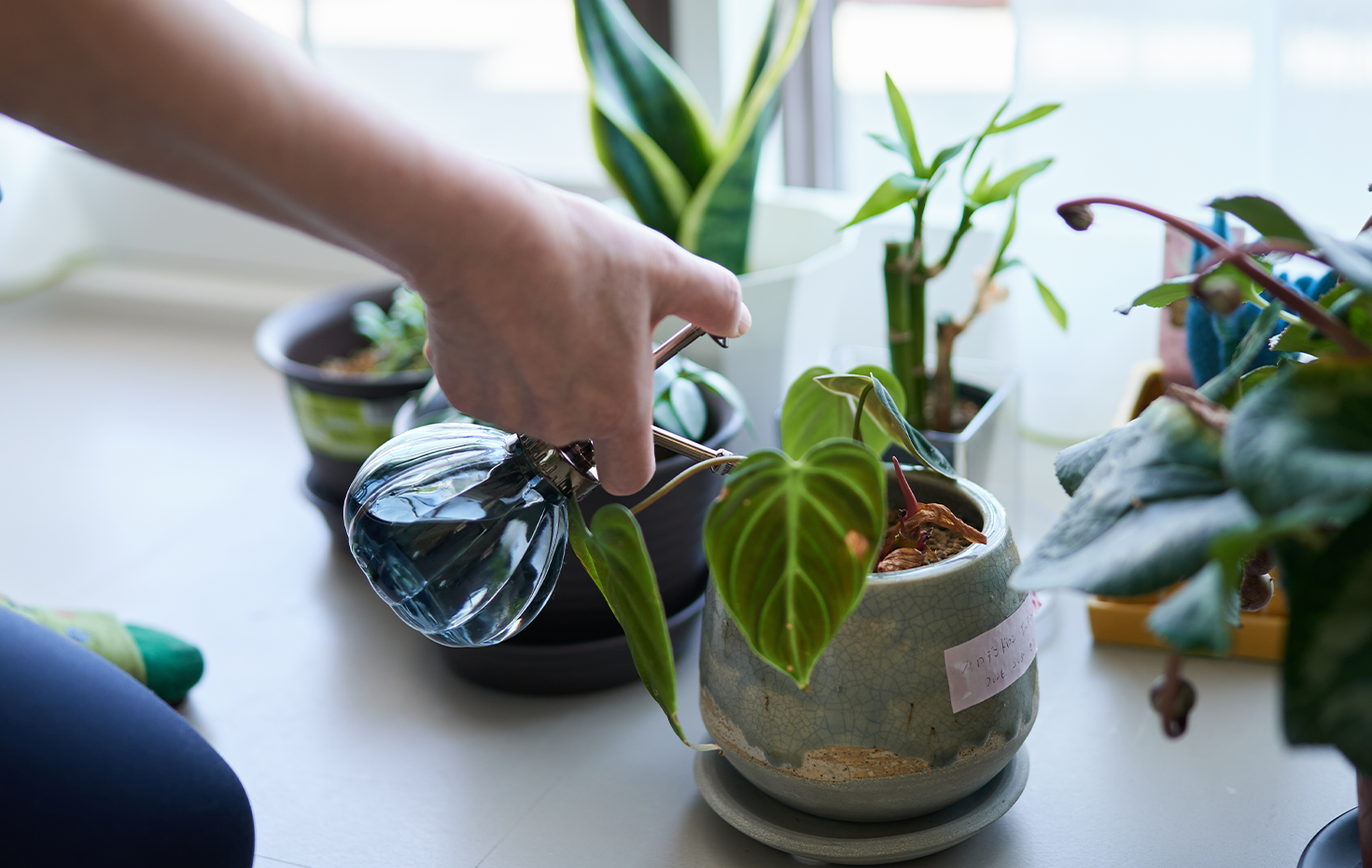 植物に水をやるMさん