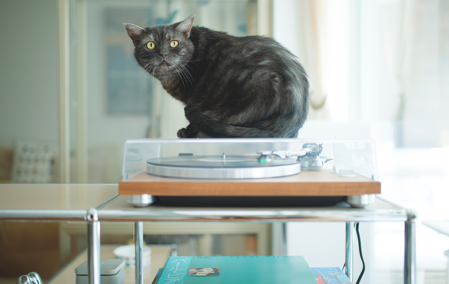 スコティッシュフォールドのロクちゃん