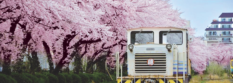 敷地内に残す桜並木（2014年3月撮影）